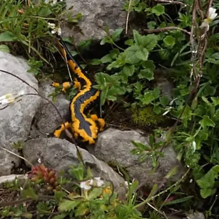 Casa de Férias La Balconada De Valdeón Posada De Valdeon